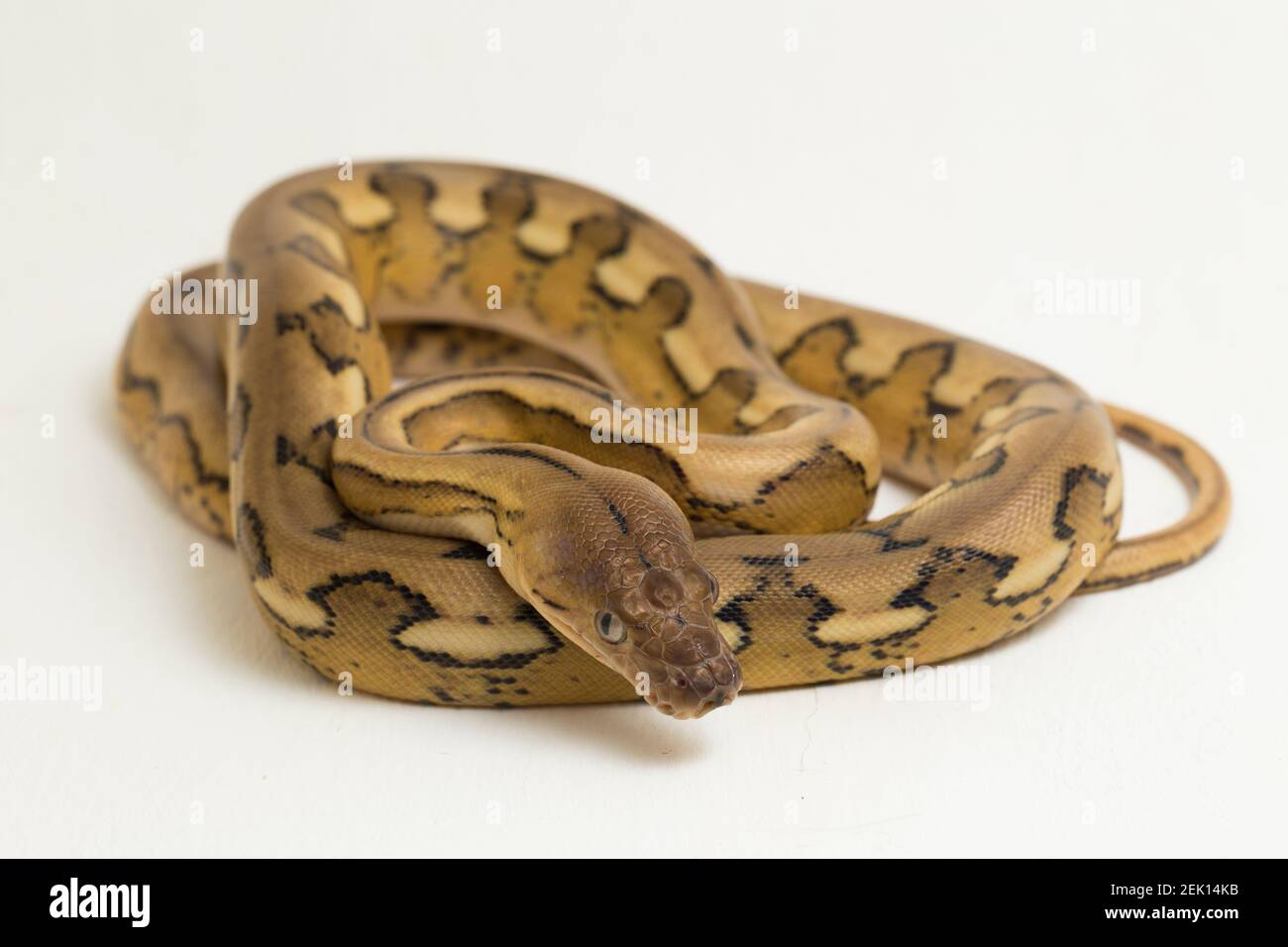 platintiger Netzhaut Pythonschlange Stockfoto
