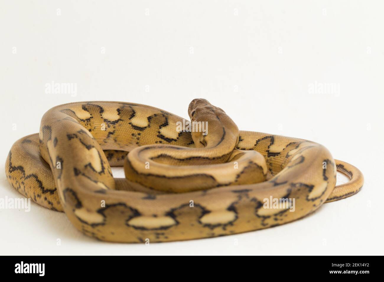 platintiger Netzhaut Pythonschlange Stockfoto