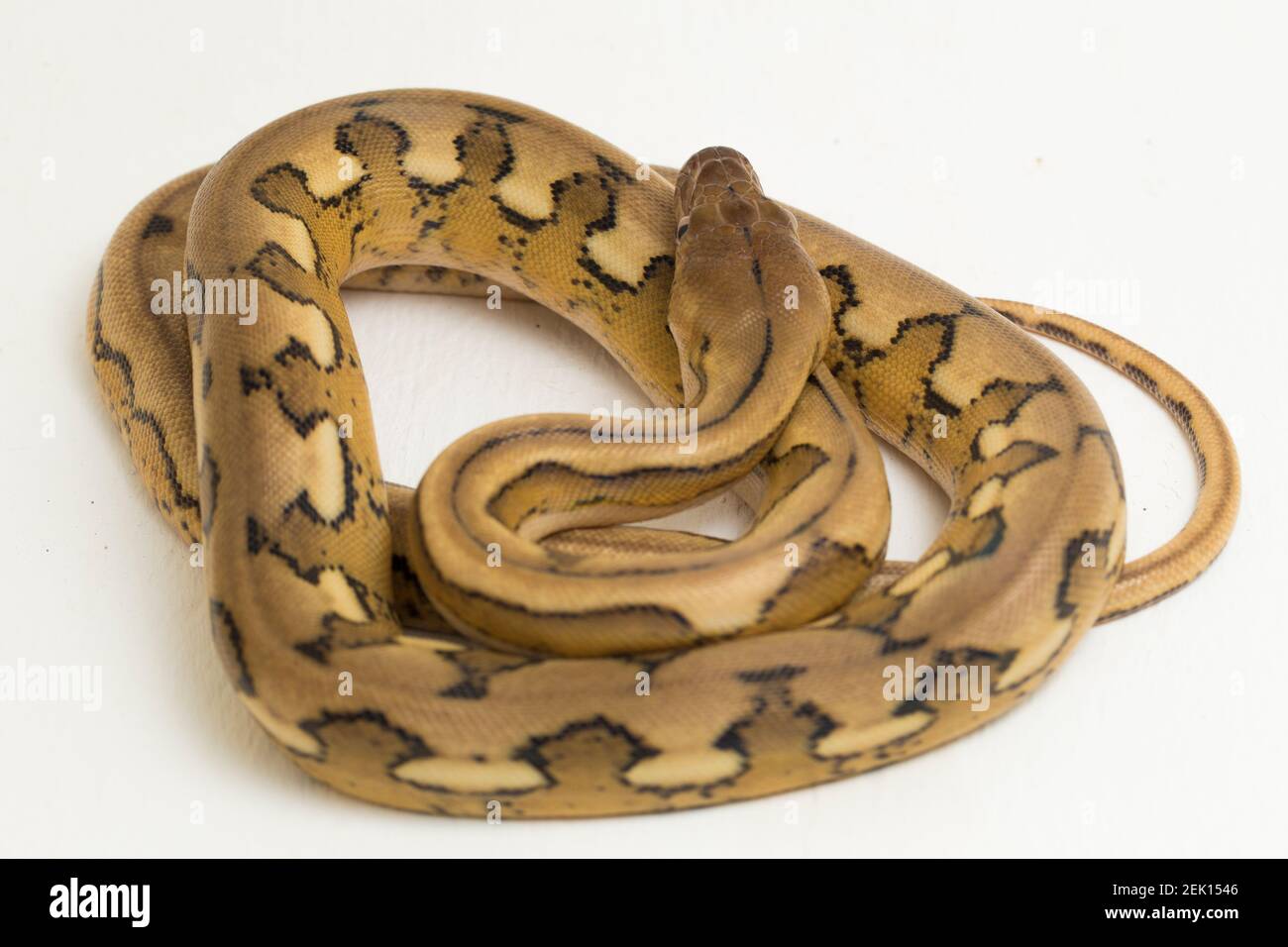 platintiger Netzhaut Pythonschlange Stockfoto