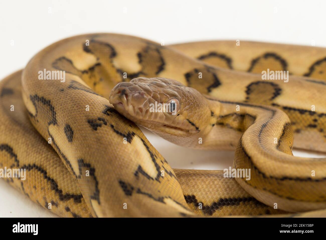 platintiger Netzhaut Pythonschlange Stockfoto
