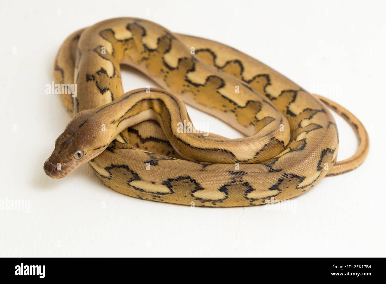 platintiger Netzhaut Pythonschlange Stockfoto