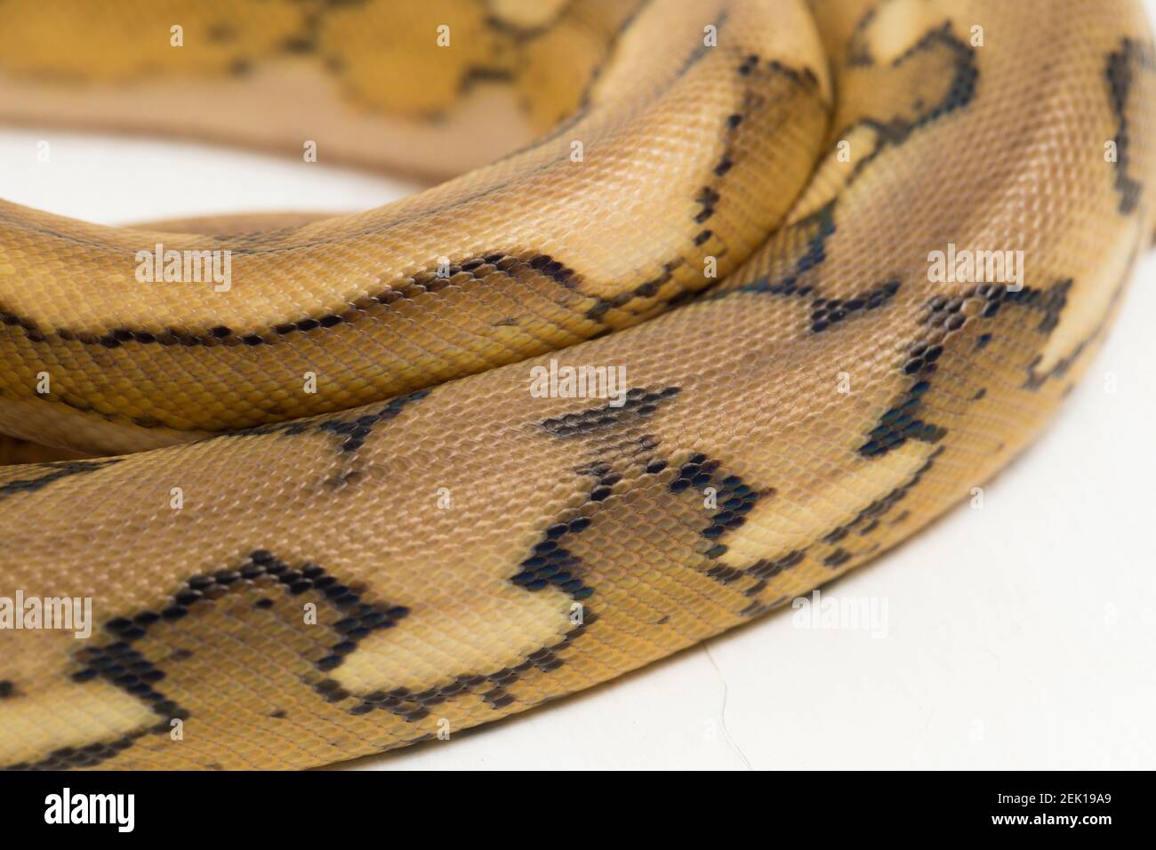 platintiger Netzhaut Pythonschlange Stockfoto