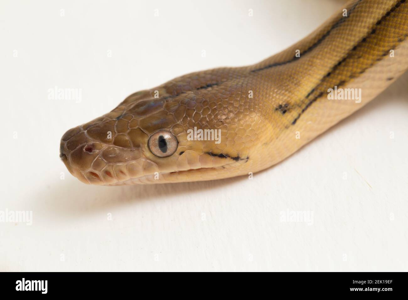 platintiger Netzhaut Pythonschlange Stockfoto