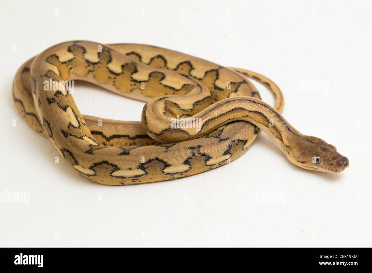 platintiger Netzhaut Pythonschlange Stockfoto