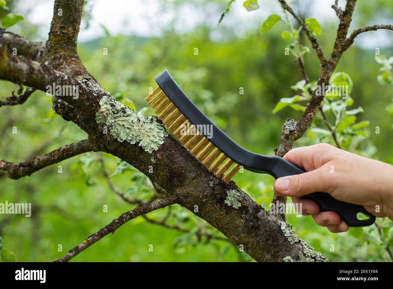 Bild von einem kranken Apfelbaum Kortex Stockfoto