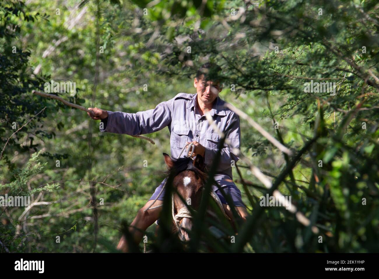 HOLGUIN, KUBA - FEBRUAR 25; 2020 Cowboy in einem blauen Hemd rundet das Vieh kubanischen Stil Stockfoto