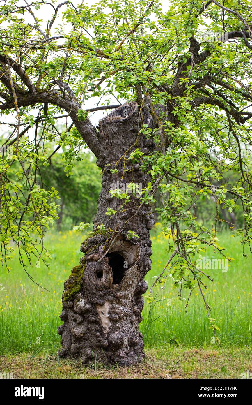 Bild von einem kranken Apfelbaum Kortex Stockfoto