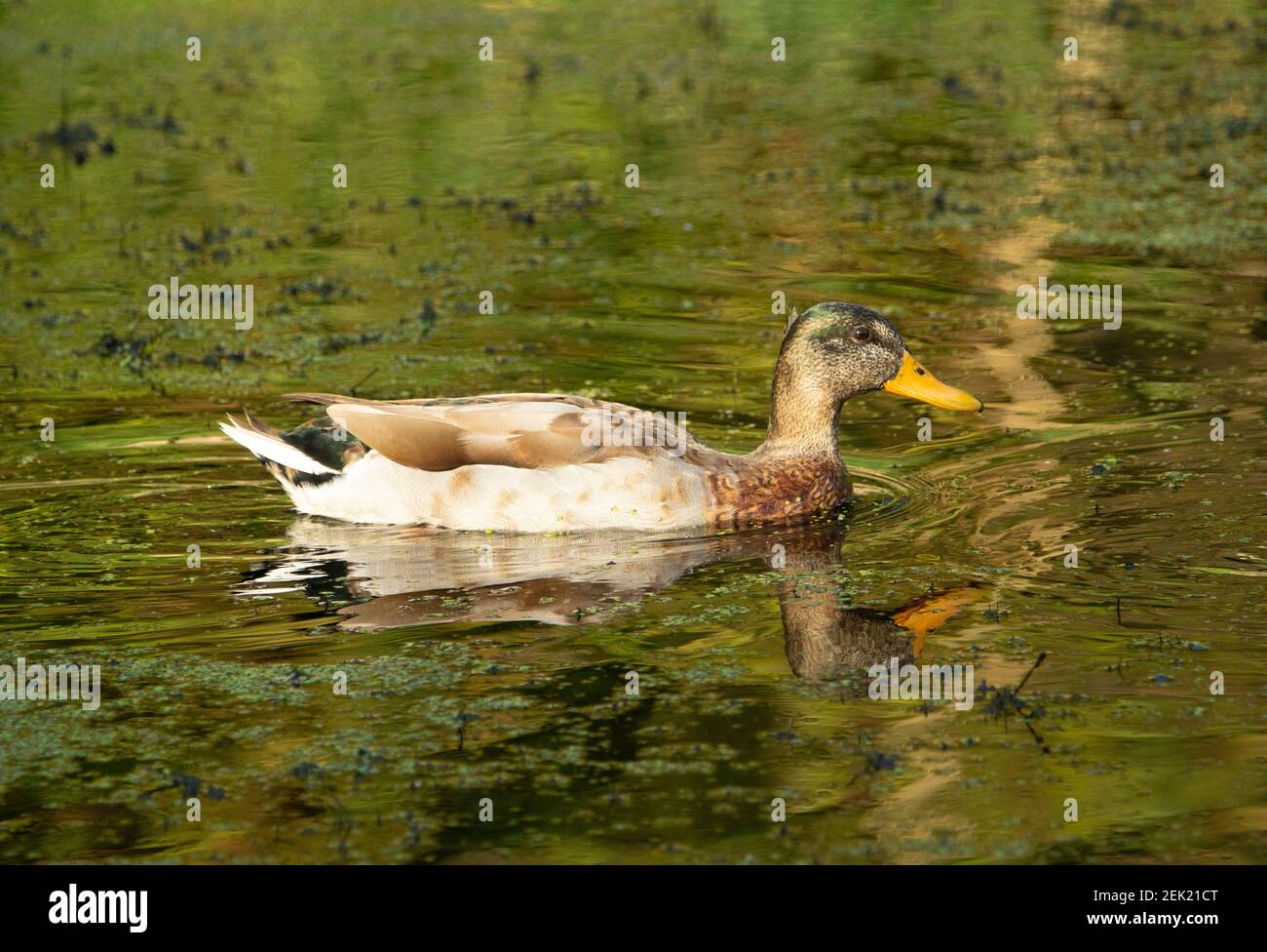 Unreife, taumelnde Ente schwimmt auf dem Kanal mit einer Spiegelung Stockfoto