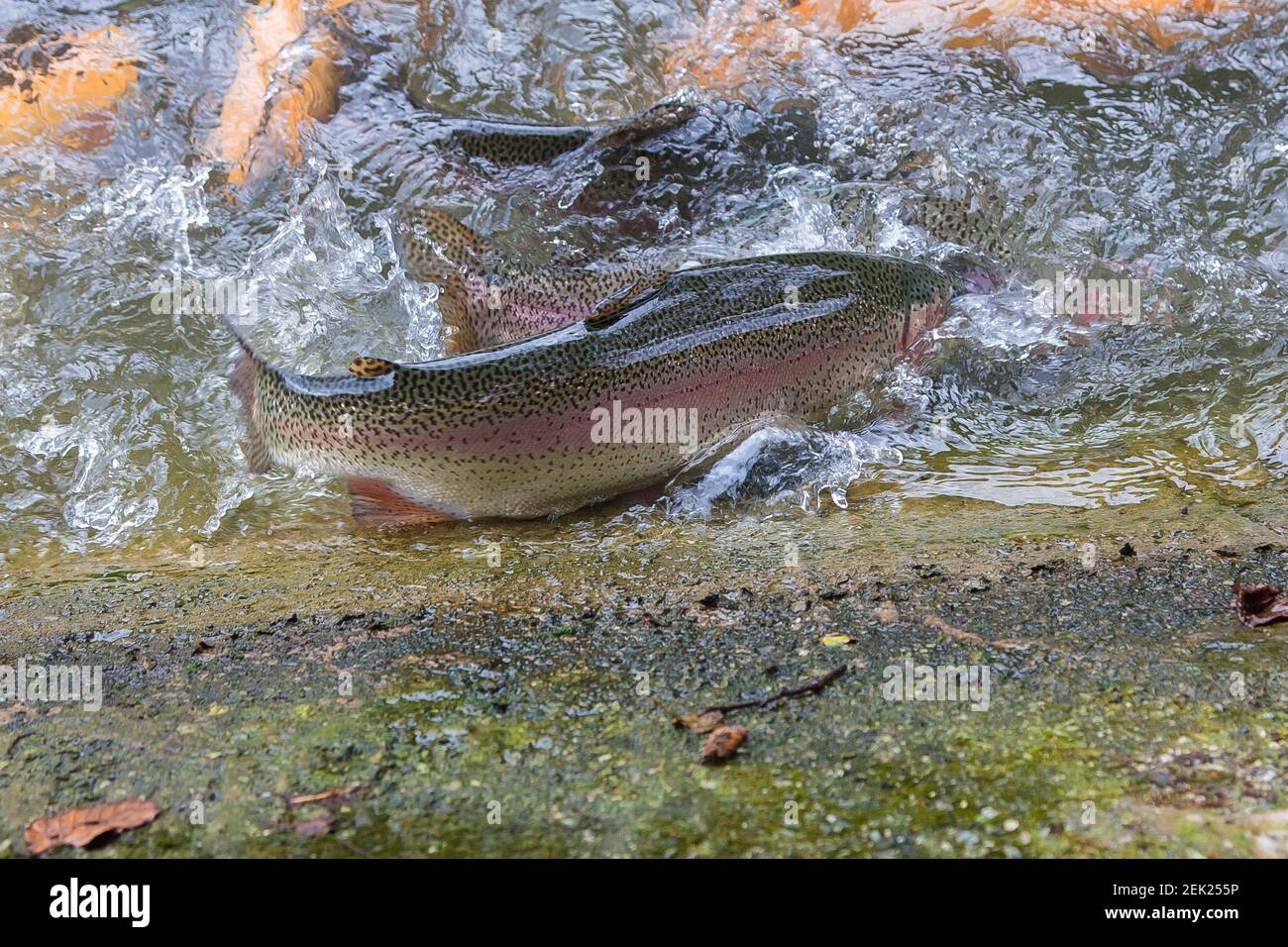Springende forelle Fotos und Bildmaterial in hoher Auflösung Alamy