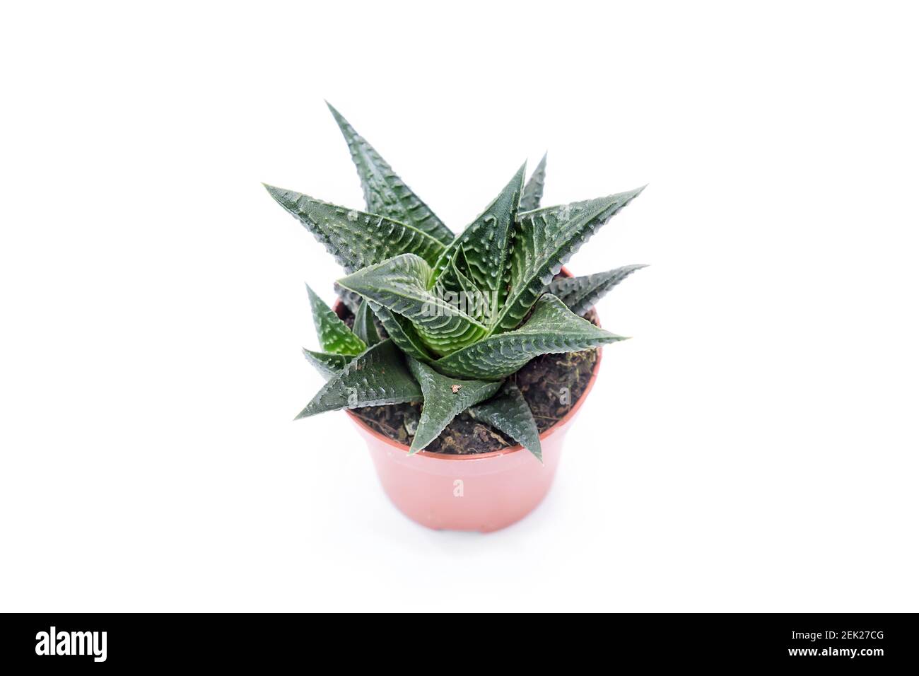 Haworthia venosa auf weißem Hintergrund. Wachsende exotische unprätentiöse Zimmerpflanzen Stockfoto