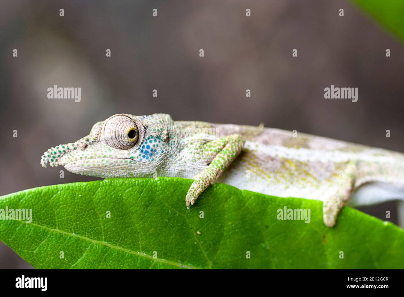 Nasenhornchamäleon (Calumma nasutum) im Regenwald von Marojejy, nordöstlich von Madagaskar Stockfoto