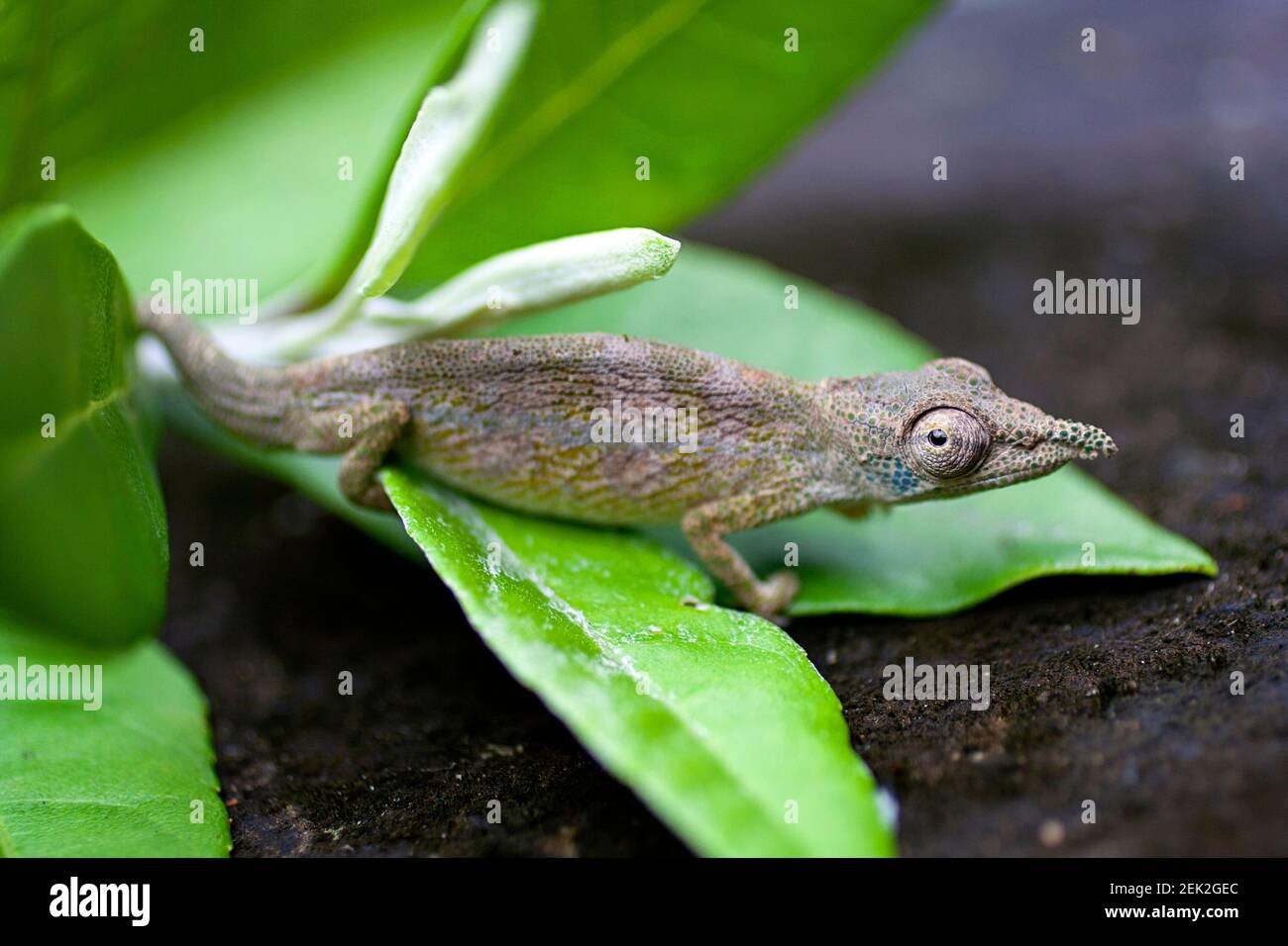 Nasenhornchamäleon (Calumma nasutum) im Regenwald von Marojejy, nordöstlich von Madagaskar Stockfoto