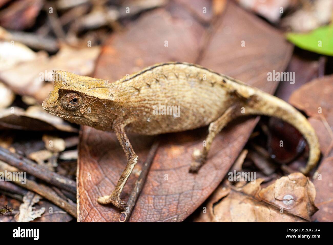 Kleines Blatt Chamäleon, Marojejy, adagascar Stockfoto