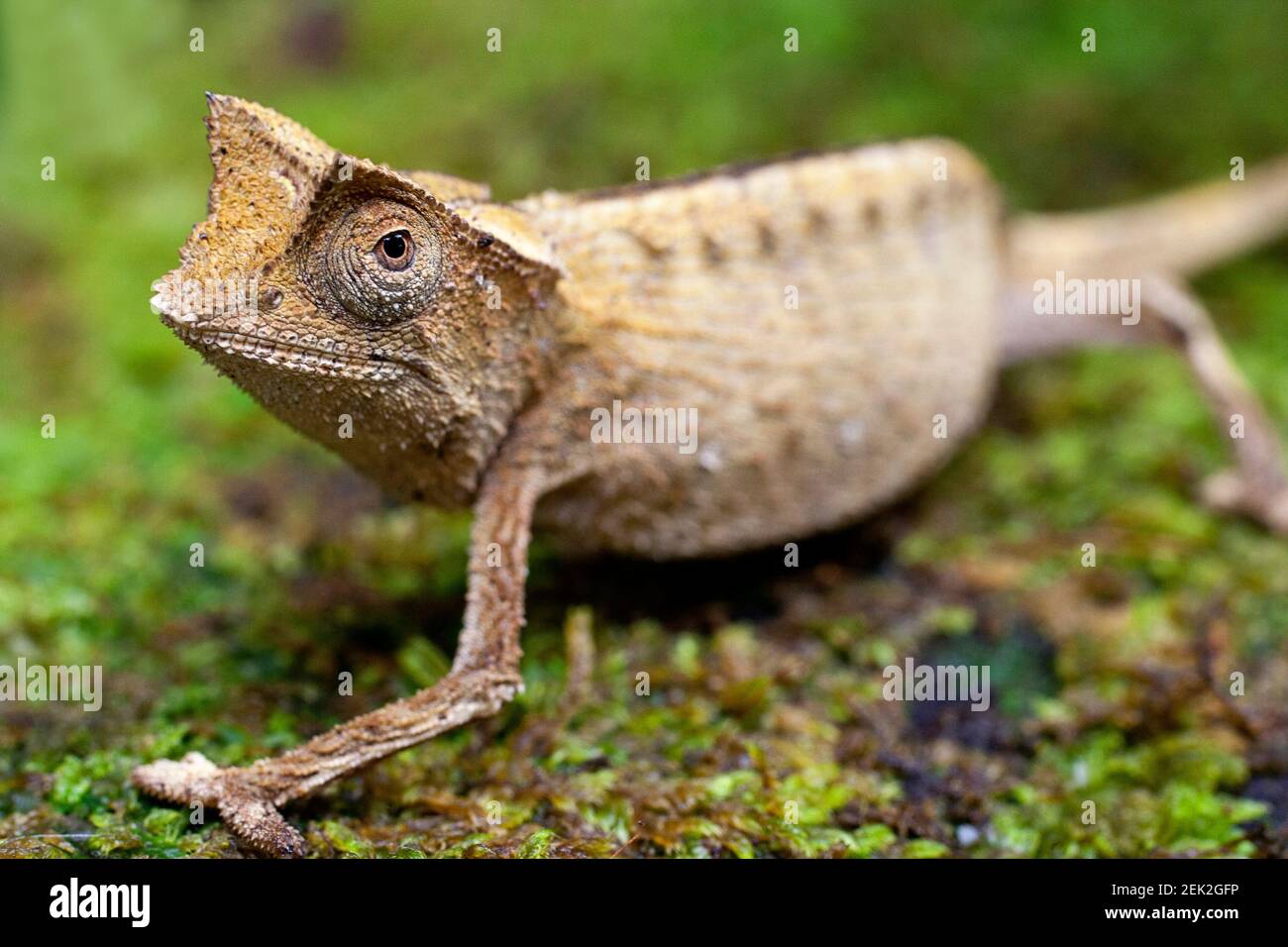 Kleines Blatt Chamäleon, Marojejy, adagascar Stockfoto