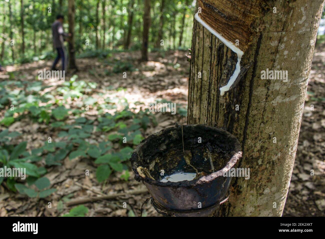 In einer der Gemeinschaftsplantagen tropft roher gummisaft von einem Baum  in einen Eimer. Der Verkaufspreis von Latex auf dem Kautschuk-Auktionsmarkt  in Indonesien ging von Rp. 9.000 (0,60 USD) fiel auf Rp. 7.000 (