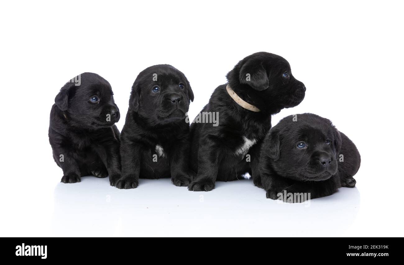 Liebenswert labrador Retriever Gruppe von Welpen, die zur Seite schauen, sitzen und sich auf weißem Hintergrund legen, während posiert isoliert im Studio Stockfoto