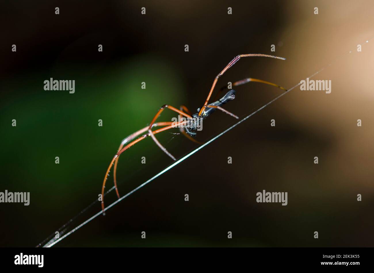 Black Wood Spider, Nephila kuhlii, im Web, Klungkung, Bali, Indonesien Stockfoto
