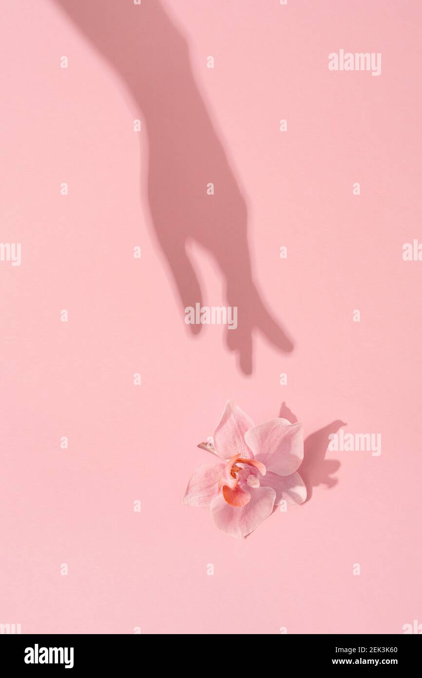 Womans Hand Schatten berührt rosa Blume. Natürliche Schönheit, Frauen, Muttertag, Weiblichkeit Konzept. Stockfoto