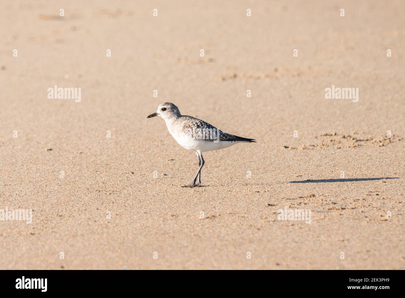 Schwarzbauchvogel am Strand. Guadalupe-Nipomo Dunes National Wildlife Reserve, Kalifornien Stockfoto
