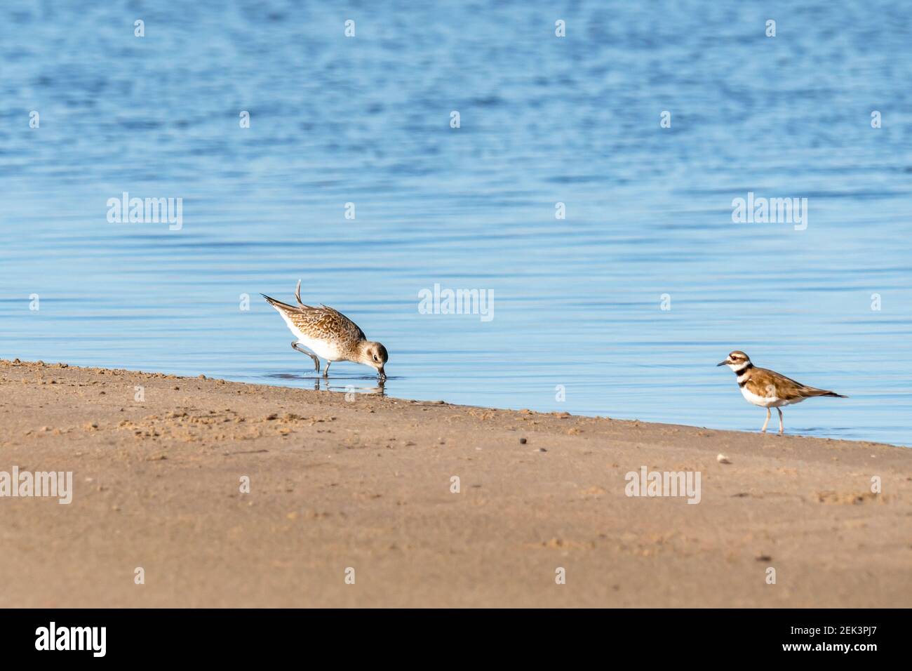 Schwarzbauchpfauber und killdeer-Vögel am Strand. Guadalupe-Nipomo Dunes National Wildlife Reserve, Kalifornien Stockfoto