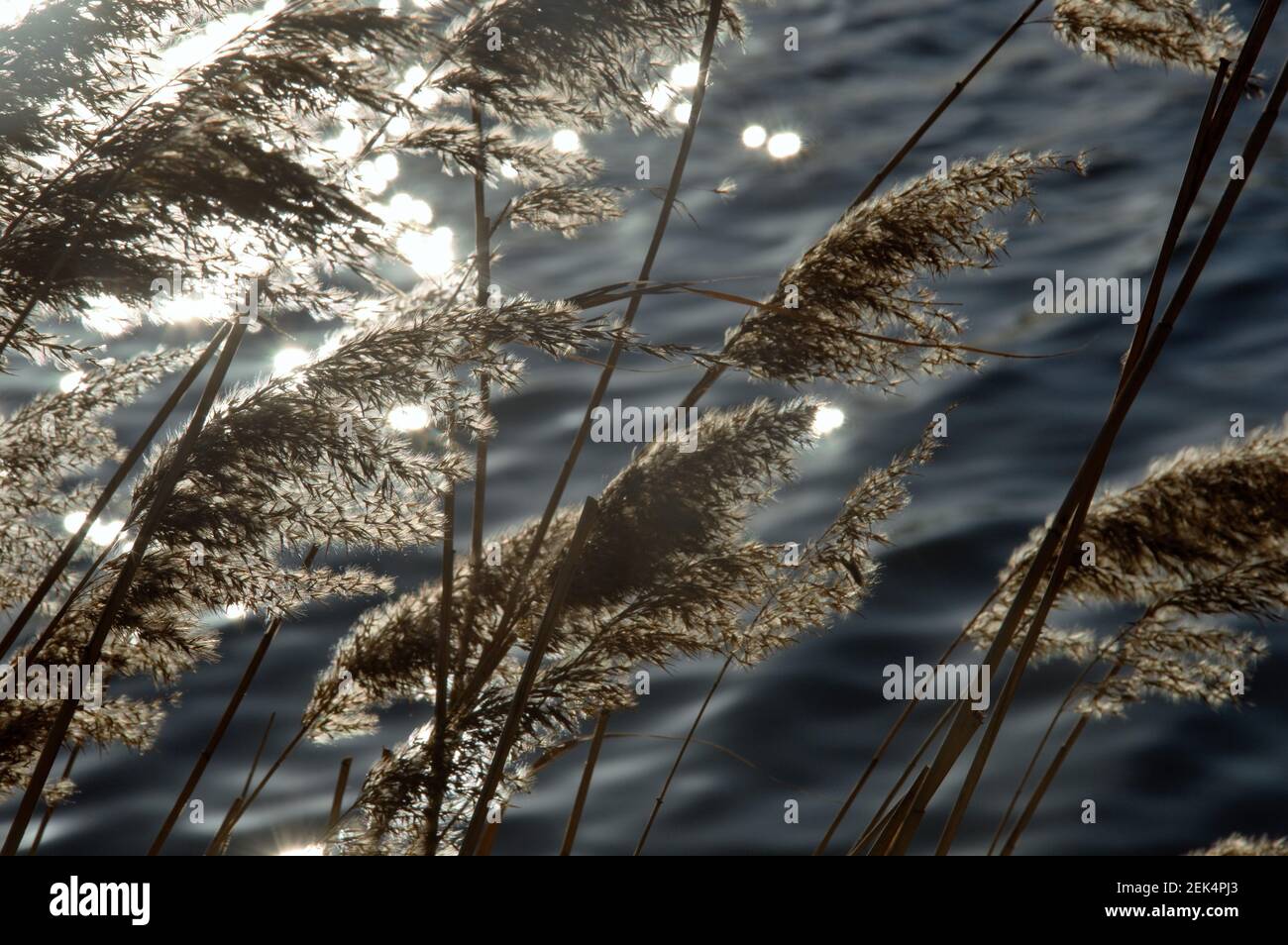 Schilffedern hinten beleuchtet auf einem Flussufer im Winter In Nijmegen in den Niederlanden am Ende des Winters Stockfoto