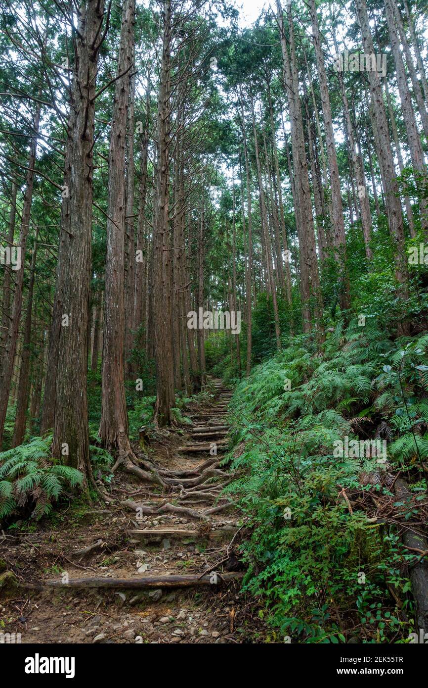 Trail Kumano Kodo Japan Japanese Forest Stockfoto