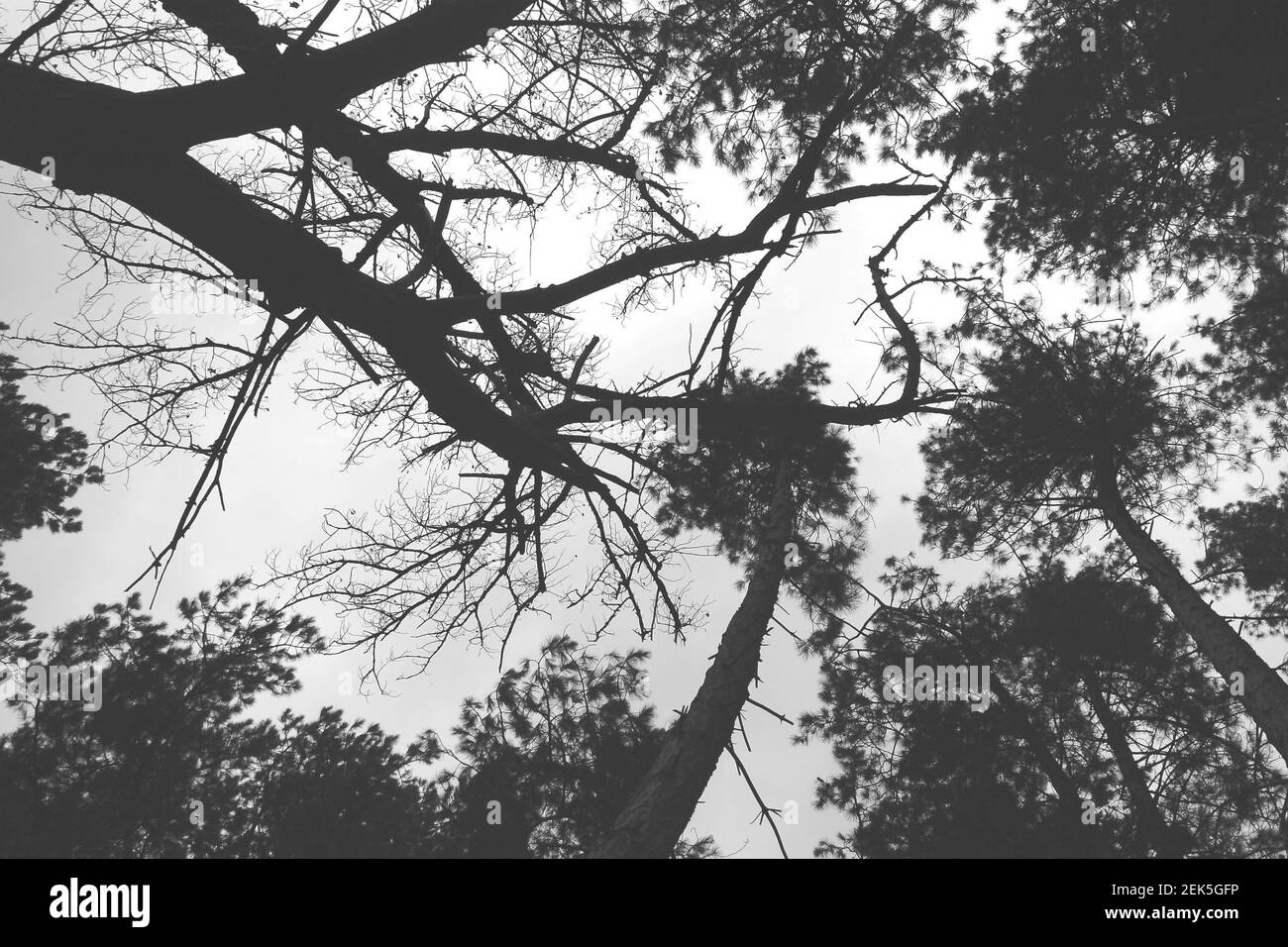 Blick auf die Baumkronen von wilden Bäumen in Schwarz-weiß im Trent Country Park, Cockfosters, London, Großbritannien Stockfoto