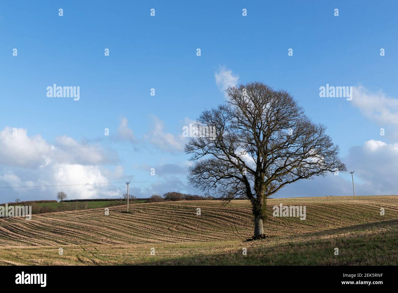 Einzelbaum in einem Stoppelfeld mit Nachmittagssonne blau Himmel und weiße Wolken Stockfoto