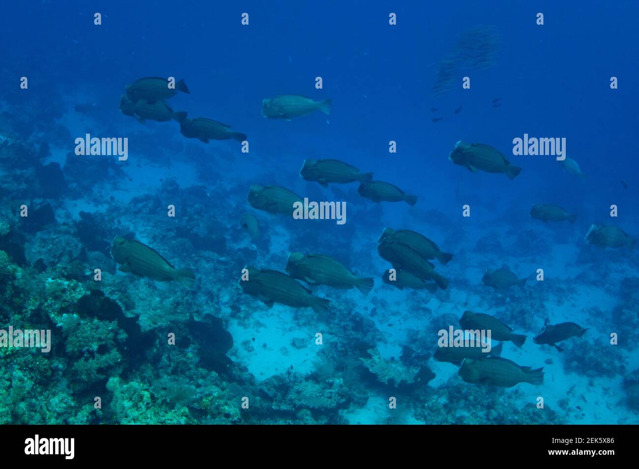 Bumphead Parrotfish School, Bulbometopon muricatum, Tanjung Burang Tauchplatz, Banda Besar, Molukken, Banda Sea, Indonesien Stockfoto