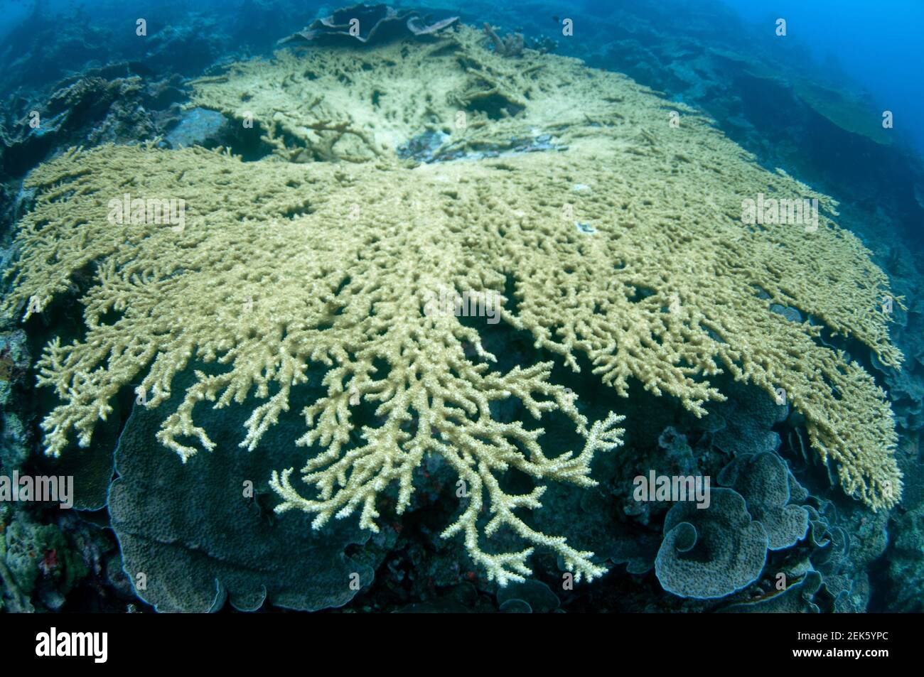Table Coral, Acropora sp, Lava Flow Tauchplatz, nahe Banda Island, Banda Sea, Indonesien Stockfoto