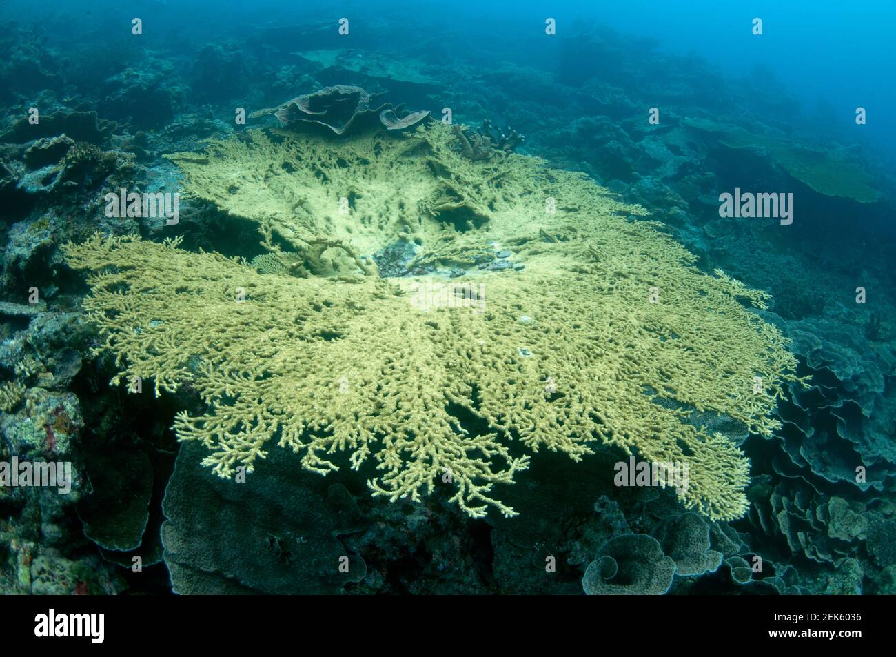Table Coral, Acropora sp, Lava Flow Tauchplatz, nahe Banda Island, Banda Sea, Indonesien Stockfoto