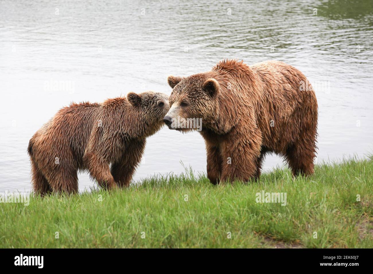 Zwei Braunbären in der Natur Stockfoto