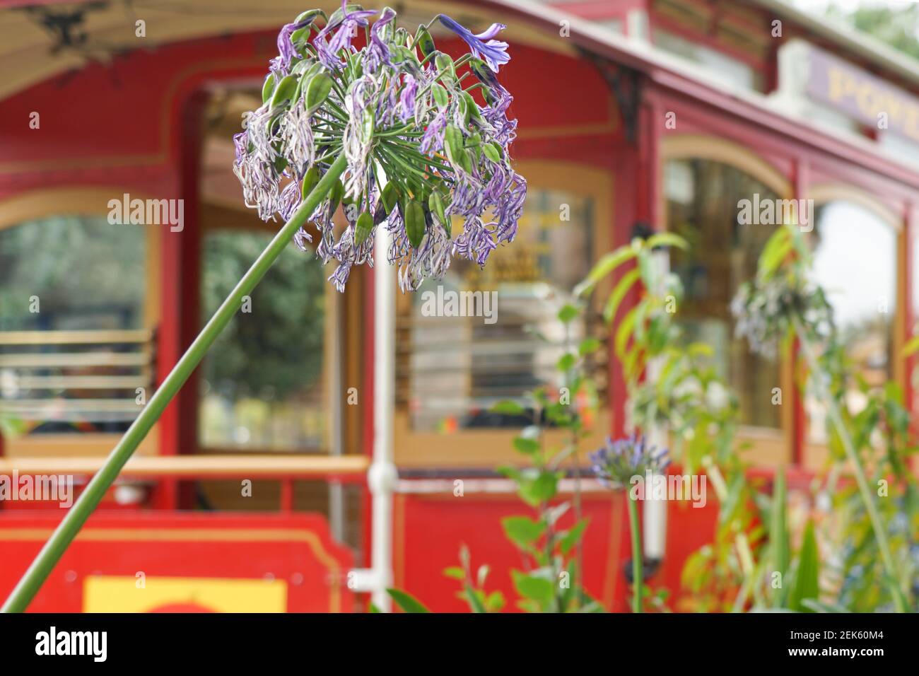 San Francisco Seilbahn als Format Füllung Hintergrund für Blumen Stockfoto