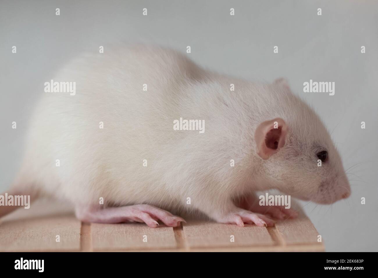 Nahaufnahme der Ratte. Makroaufnahmen. Niedliche Schnauze mit rosa Nase und langem Schnurrbart. Stockfoto