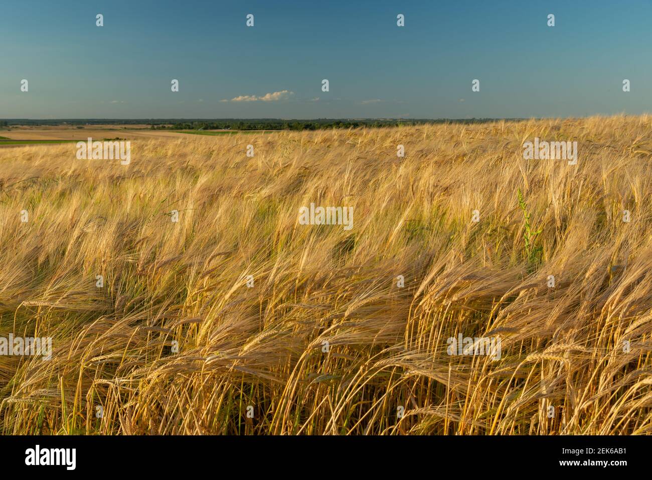 Ein Feld mit goldener Gerste, der Horizont und der Himmel, Sommer ländlichen Blick Stockfoto