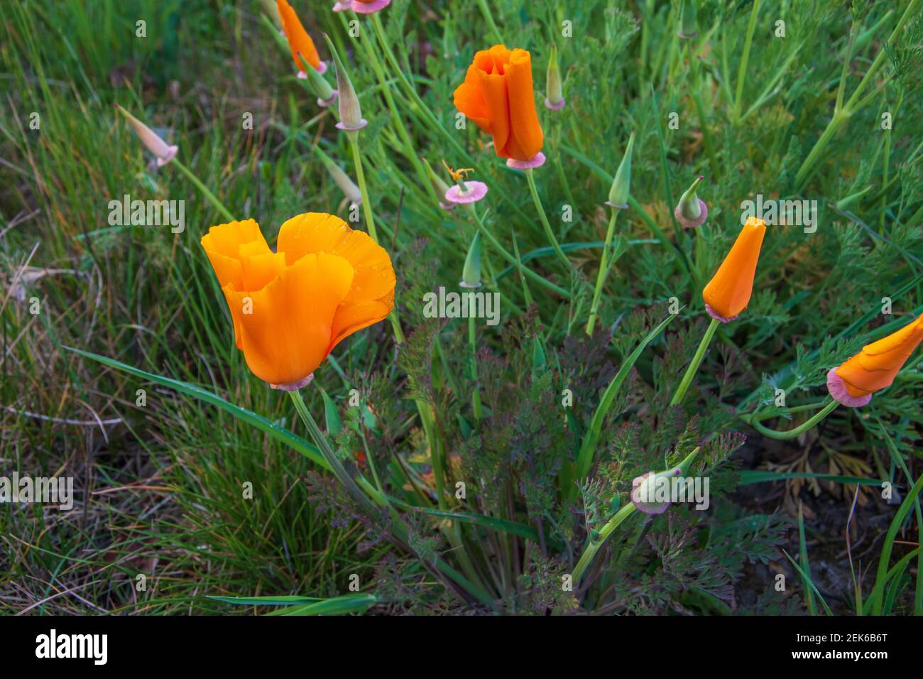 Kalifornischer Mohn, Eschschscholzia californica, auch Goldmohn genannt, ist eine Art der Mohnfamilie, Papaveraceae. Stockfoto