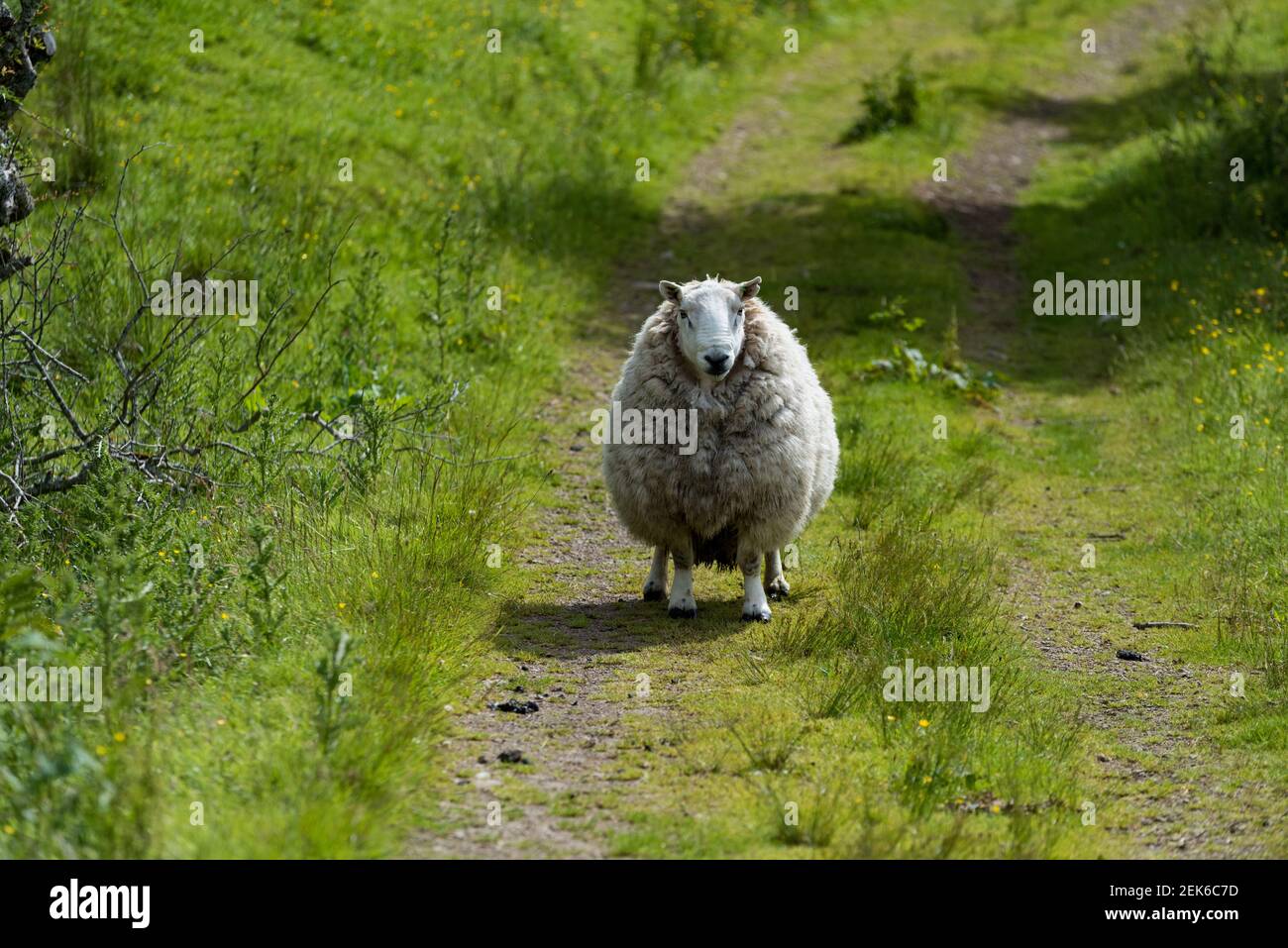 Schwangere Ewe auf einem Weg Stockfoto