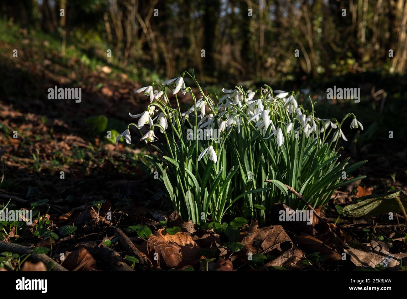 Schneeglöckchen in Naturwaldlandschaft mit Sonnenschein Stockfoto