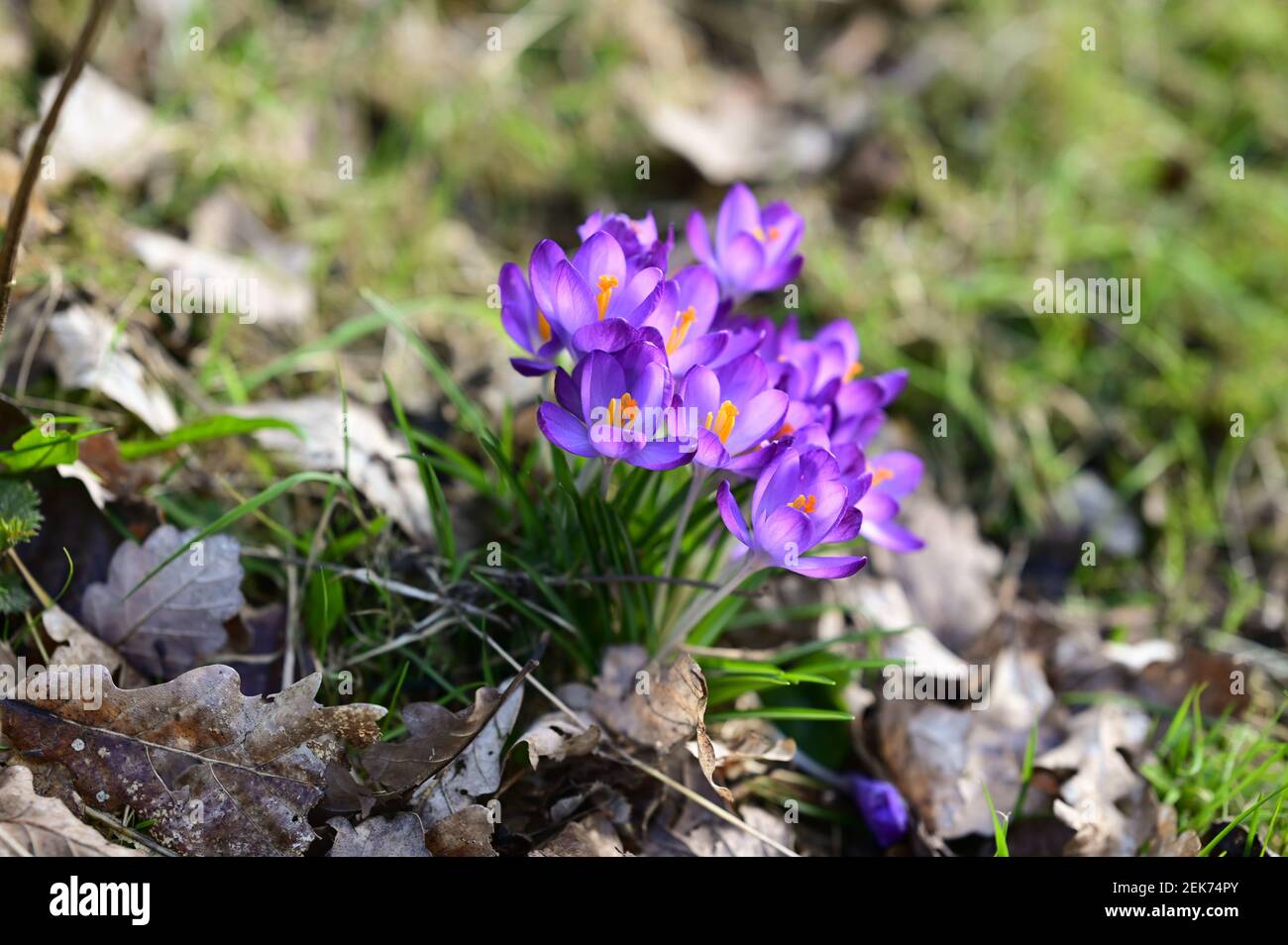 Shrewsbury, Großbritannien, 23rd. Februar 2021. Zeichen des Frühlings erscheinen in einem englischen Garten mit dem Auftreten des ersten Krokus. Kredit: Philip Pickin/Alamy Live Nachrichten Stockfoto