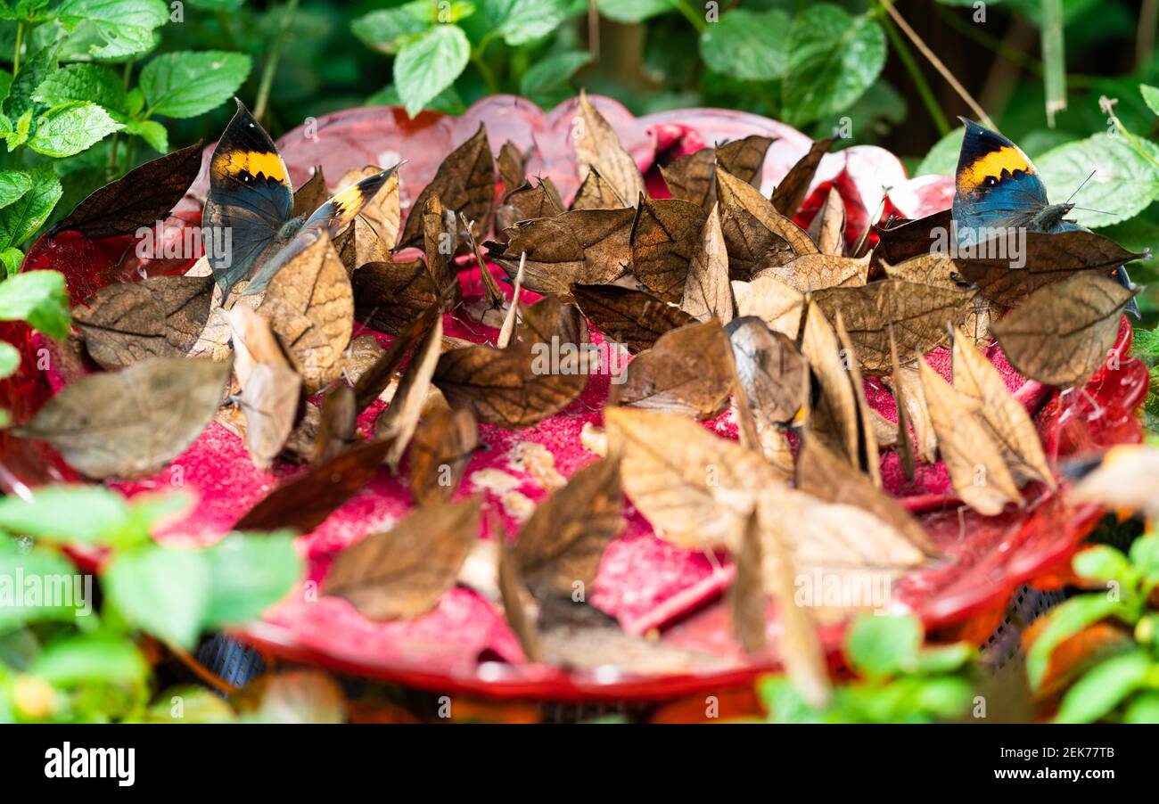 Viele tote Blatt Schmetterlinge aka Kallima inachus Essen in einem Teller im Schmetterlingsfrühling Park in Dali Yunnan China Stockfoto