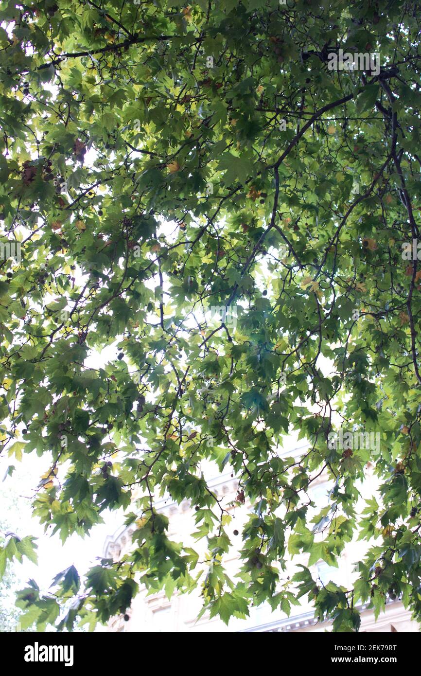 Blätter und Zweige einer Londoner Platane Stockfoto