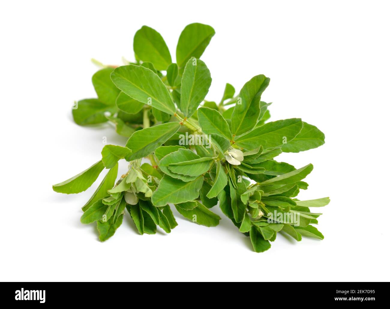 Bockshornklee oder Trigonella foenum-graecum. Grüne Pflanze. Isoliert auf weißem Hintergrund Stockfoto