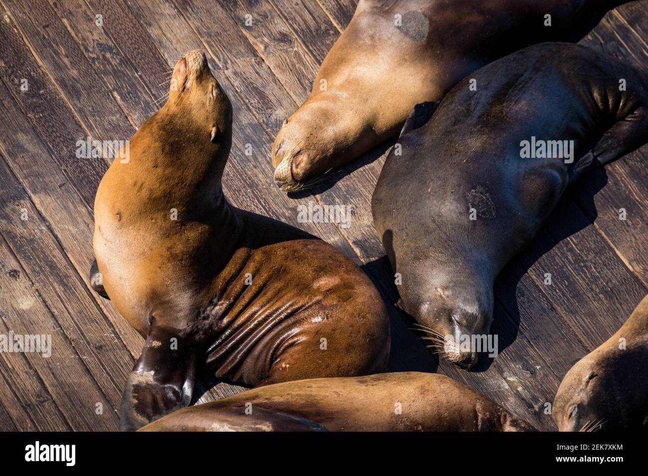 Sea Lion am Pier 39, San Francisco, Kalifornien Stockfoto