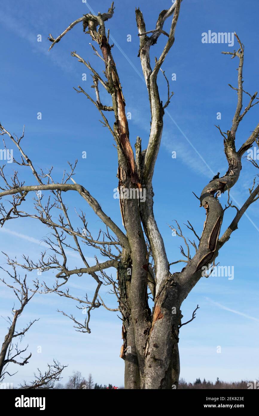 Aschebaum Des Alten Berges Stockfoto