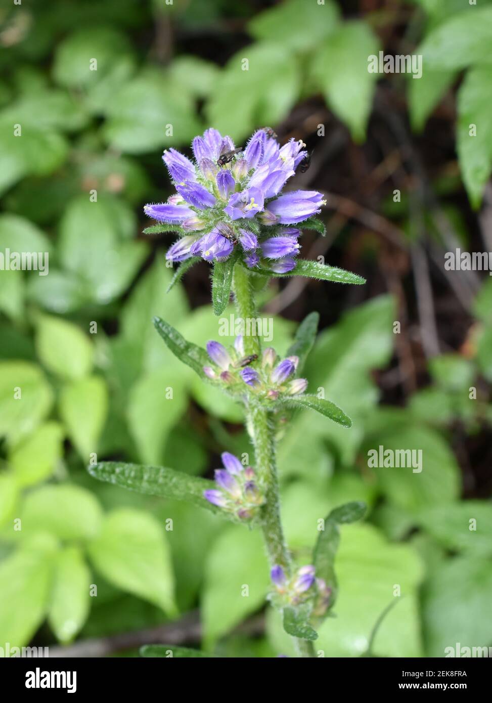 Borstige Glockenblume Campanula cervicaria blaue Blüten Stockfoto