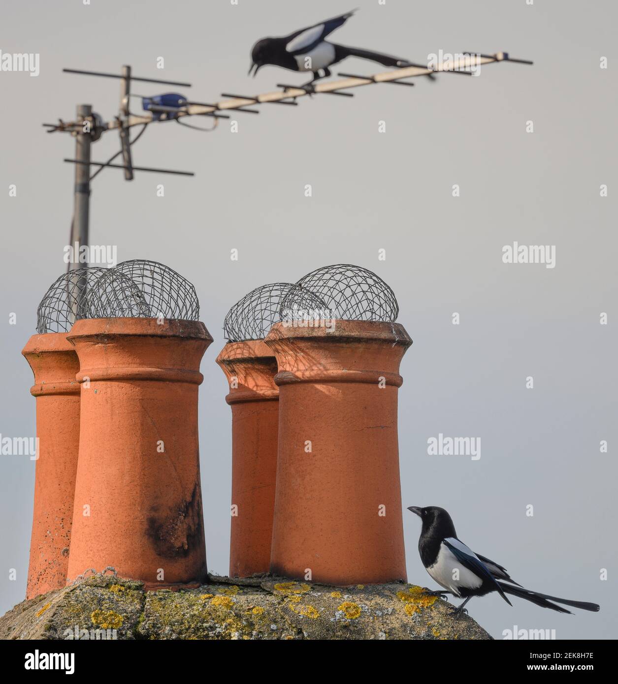 Elster steht an der Ecke eines Schornsteinstapels mit Schornsteintöpfen in London, Großbritannien, während sein Partner aus einer Fernsehantenne schaut. Stockfoto