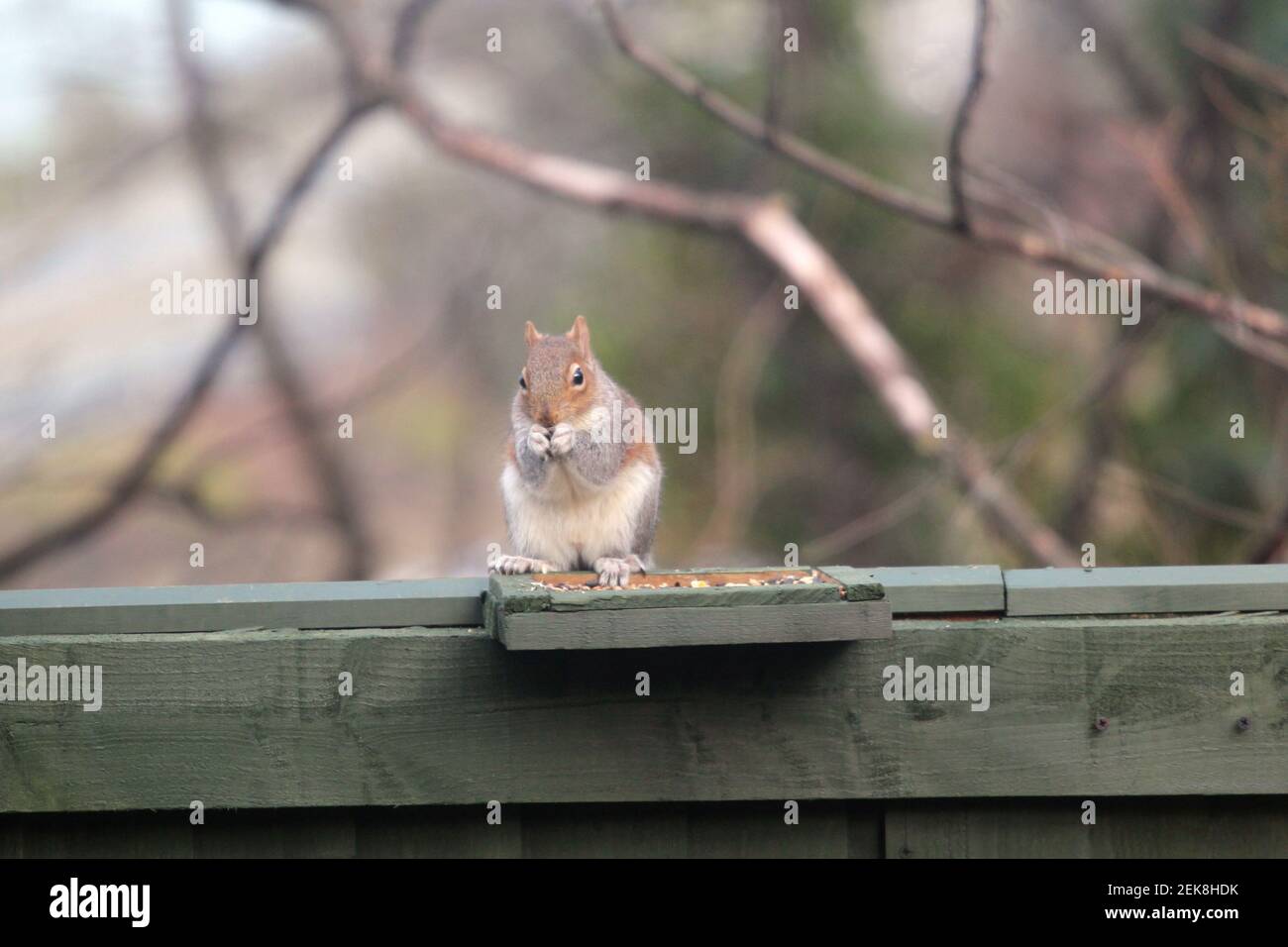 Ein graues Eichhörnchen, das sich auf einem Zaun ernährt Stockfoto