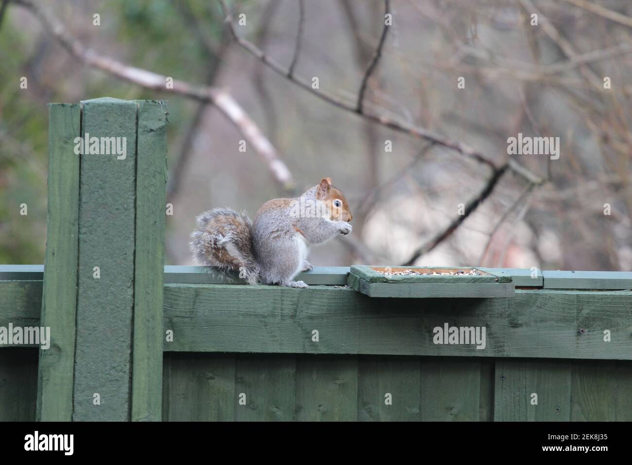 Ein graues Eichhörnchen, das sich auf einem Zaun ernährt Stockfoto