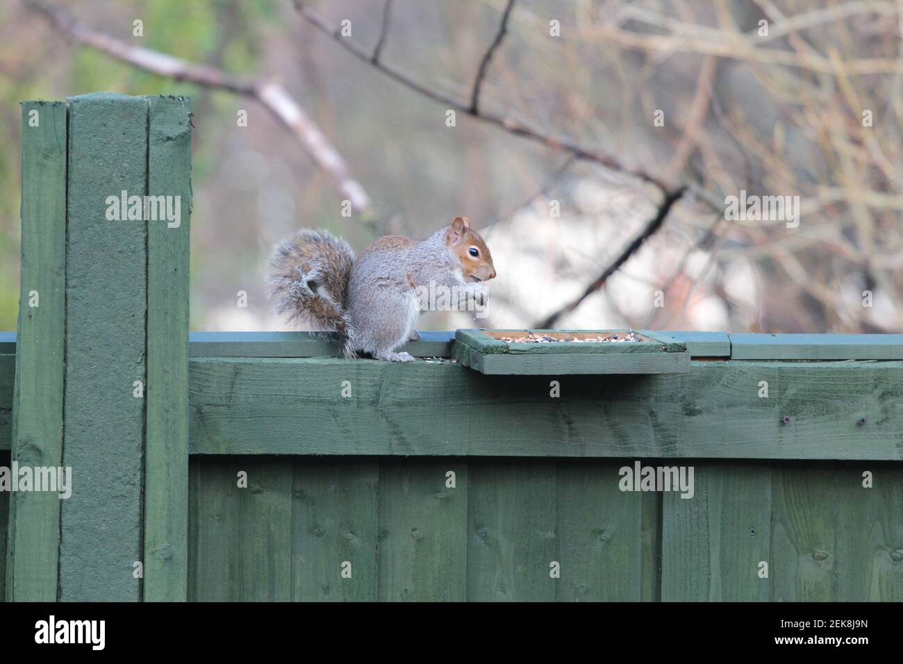 Ein graues Eichhörnchen, das sich auf einem Zaun ernährt Stockfoto