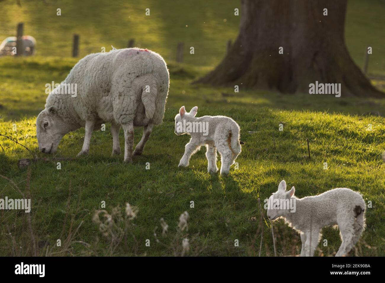 Junge neugeborene Lamm teilen intime Moment mit Mutterschafen (ovis aries) in Mid Wales Farming Field außerhalb Welshpool, Powys. Nutztiere Vieh. Stockfoto